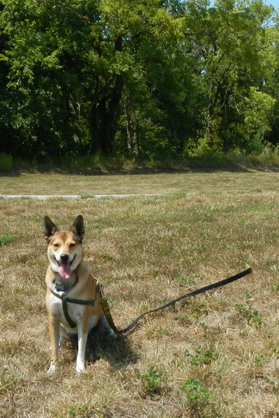 Picture of Cinnamon waiting patiently during a fishing expedition