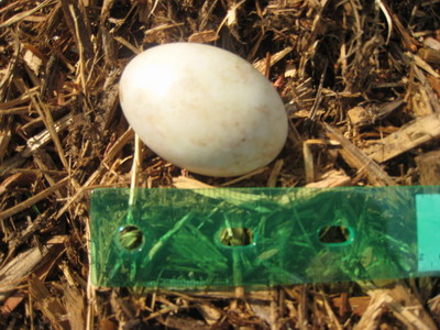 Closeup view of egg
