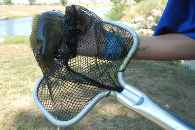 Nicholas with a green sunfish