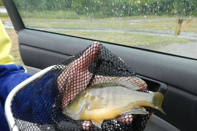 Nicholas bringing a fish to the car