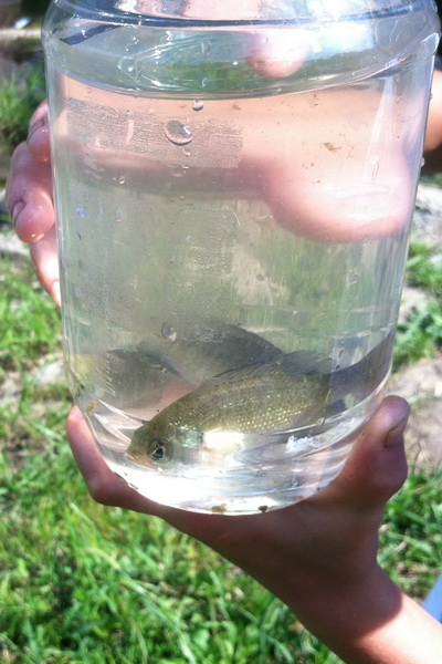 A pair of small fish caught directly in a net.